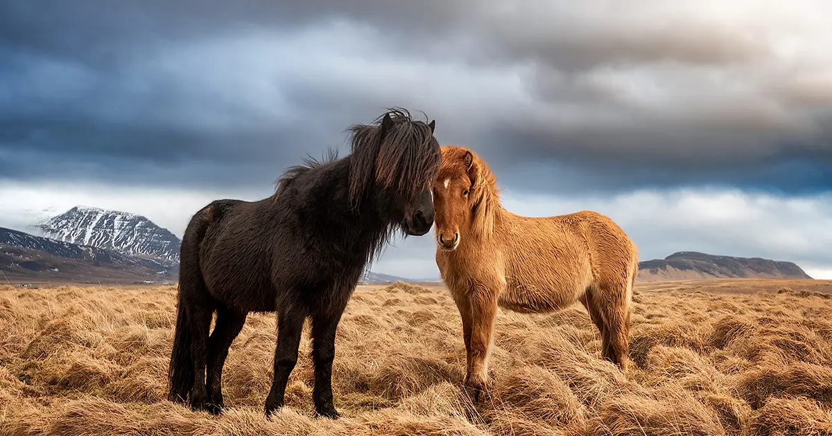 Islandshäst nära Reykjavik på Island. Så bokar du ridtur!